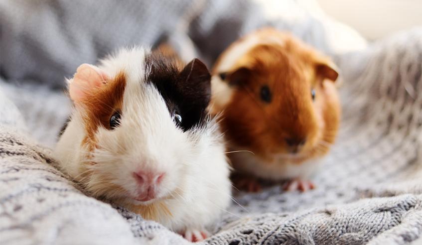 Guinea pigs for adoption pets store at home